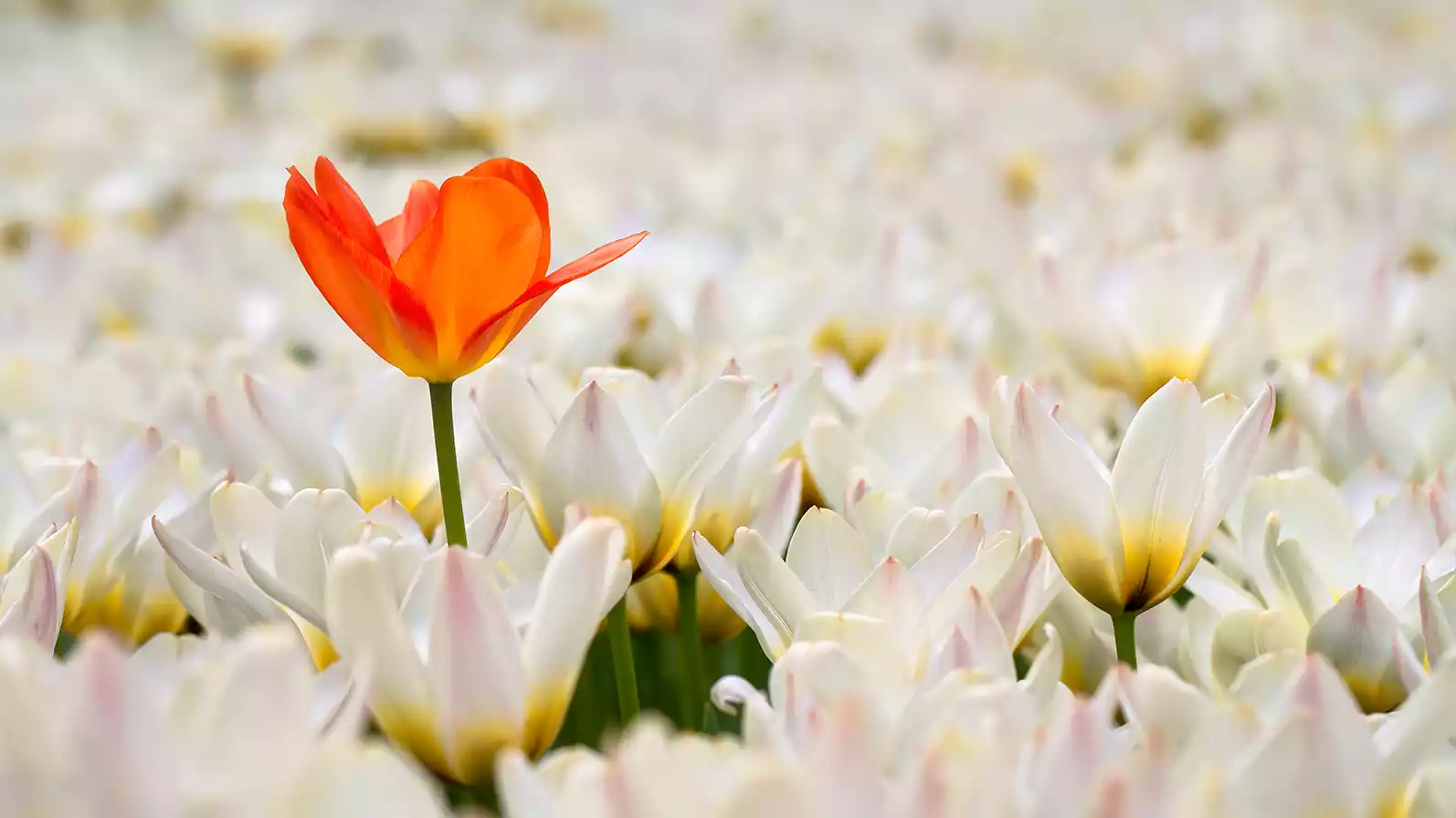 An orange tulip stands out from the crowd of smaller white tulips