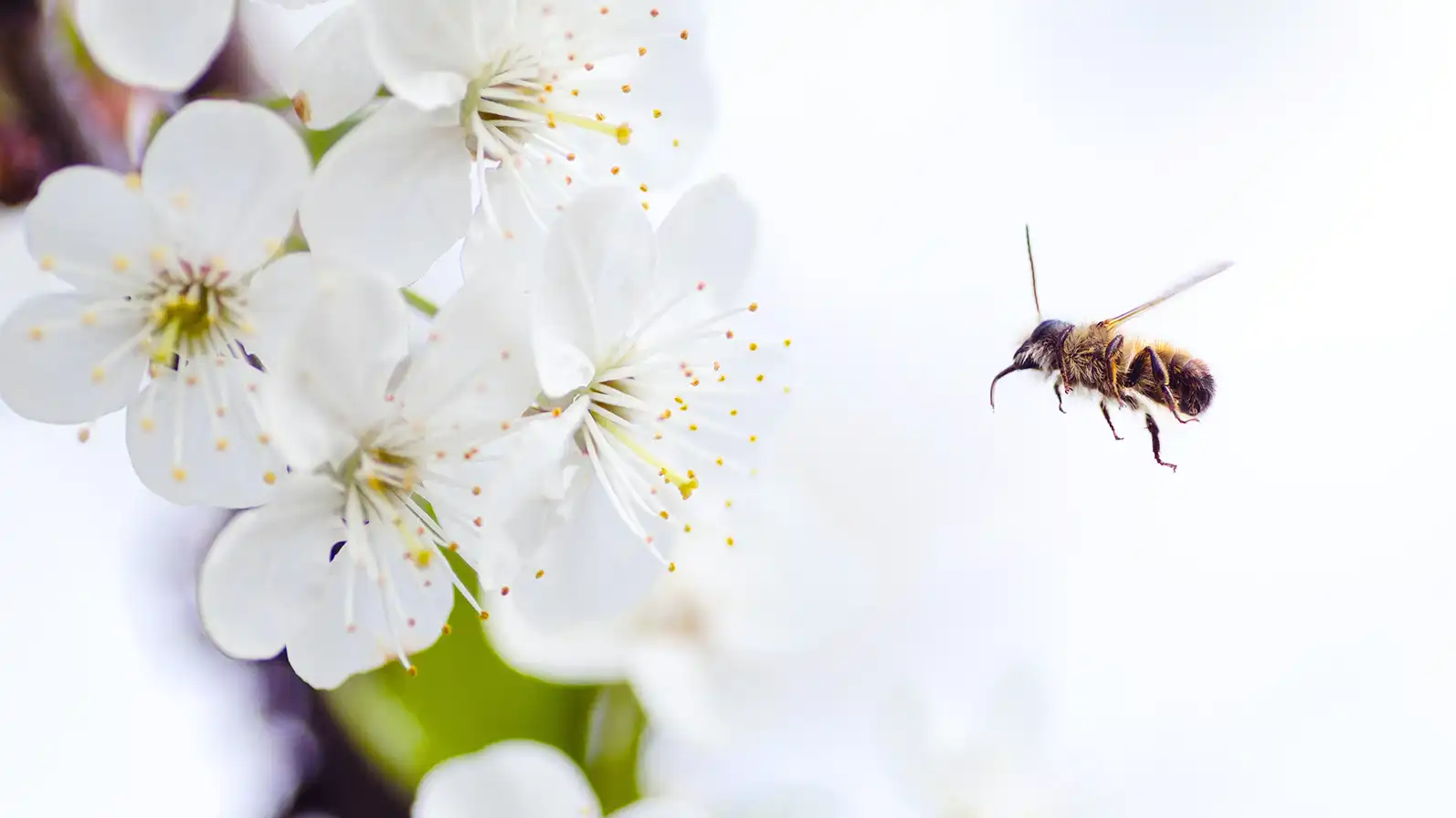 Close up of a bee flying up to small white flowers