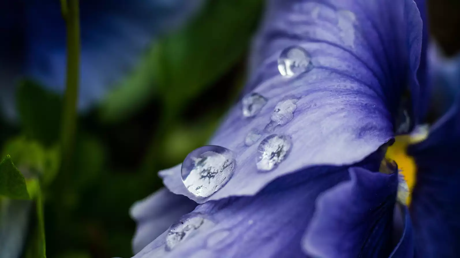 close up of water drops on a purple flower petal