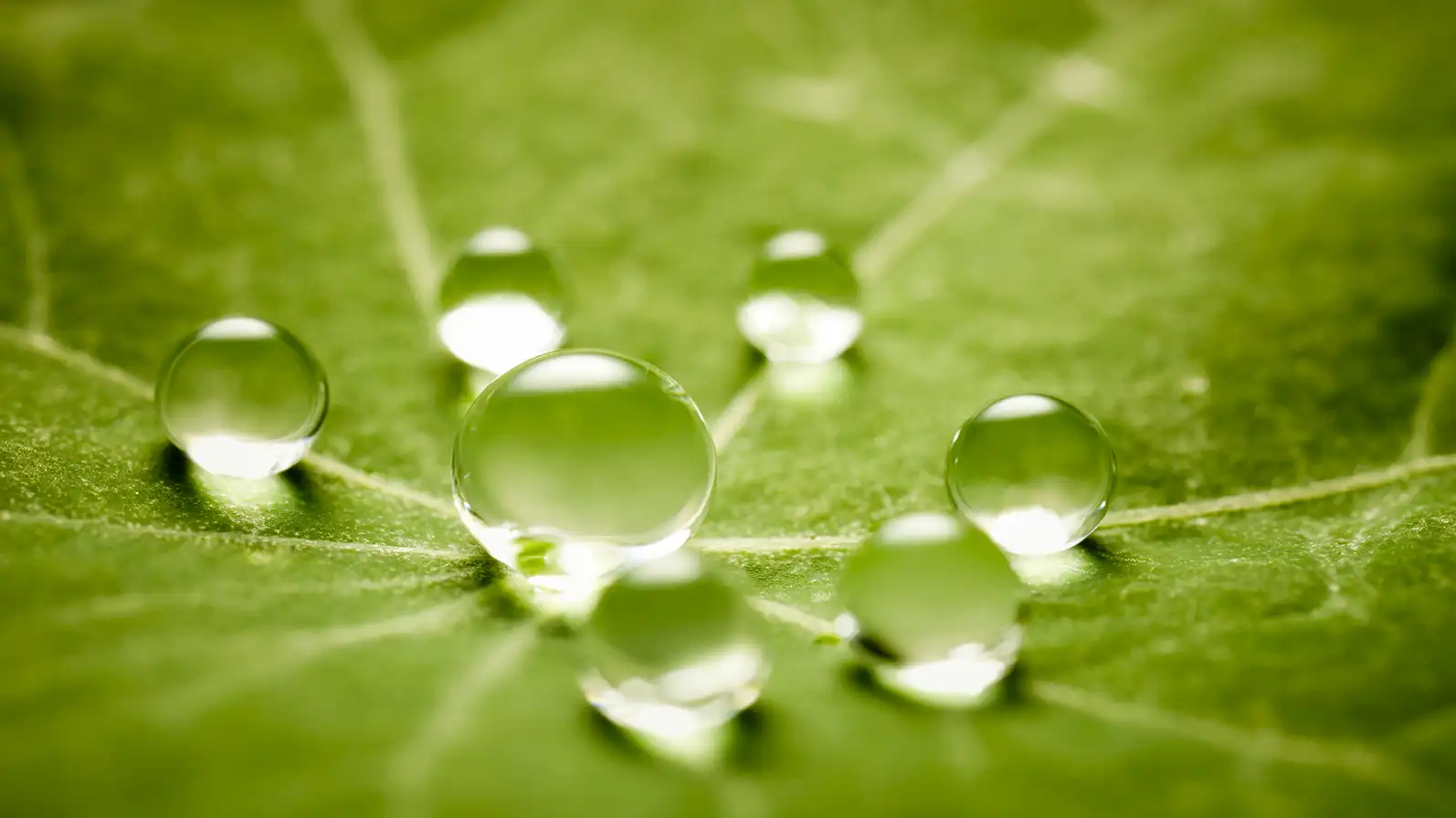 Macro shot of dew drops on a green leaf